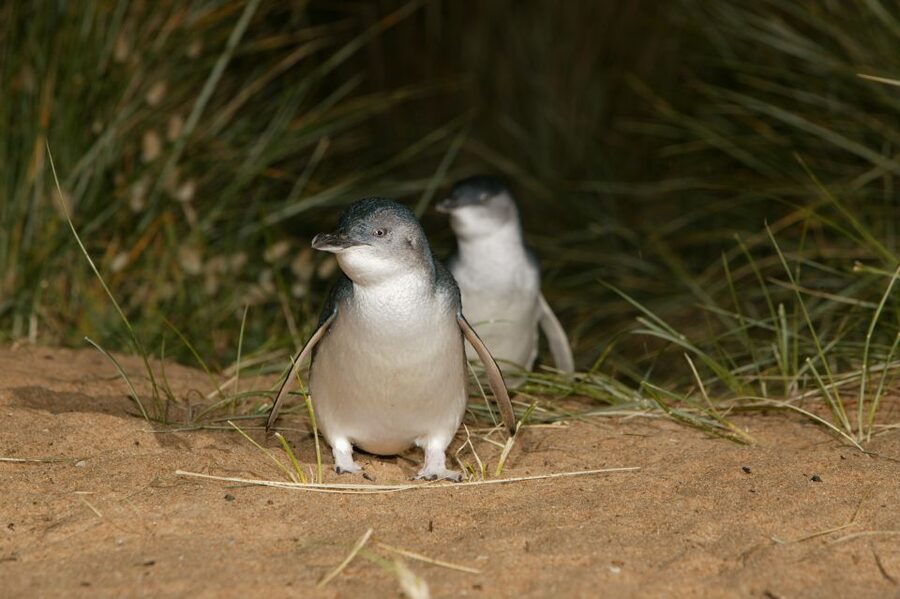 Phillip Island: Penguins and Wildlife Full-Day Tour - Cowes, the practical dinner stop