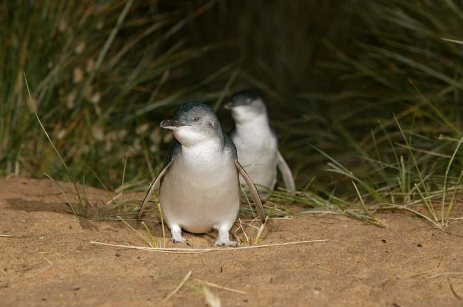Phillip Island: Penguins and Wildlife Full-Day Tour - How the guide shapes the day