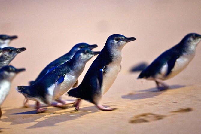 Phillip Island Penguins & Wildlife Day Tour from Melbourne - Why the Penguin Parade is worth the late night