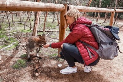 Phillip Island Penguins & Wildlife Day Tour from Melbourne