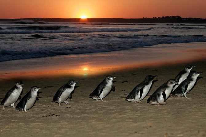 Phillip Island Penguins & Wildlife Day Tour from Melbourne - Who will enjoy this Phillip Island tour most?