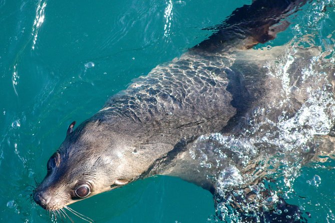 Phillip Island Seal-Watching Cruise - Key points before you book