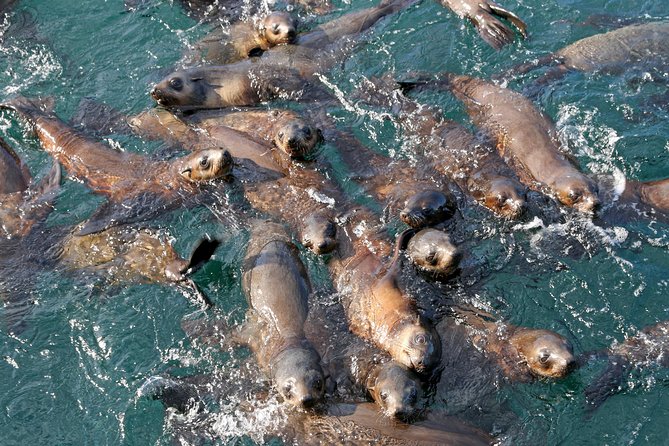 Phillip Island Seal-Watching Cruise - From Cowes Jetty to Phillip Island’s western shore