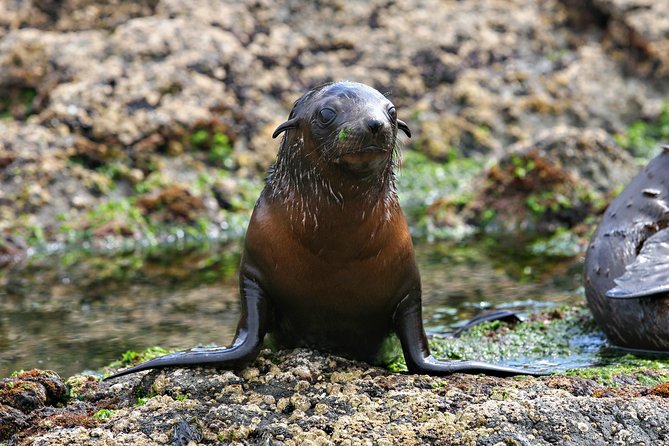 Phillip Island Seal-Watching Cruise - What the two-hour schedule feels like
