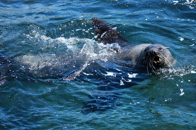 Phillip Island Seal-Watching Cruise - How much value do you get for $82.48?