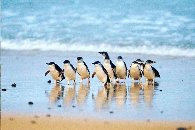 Phillip Island Seal-Watching Cruise - Booking, weather, and cancellation details