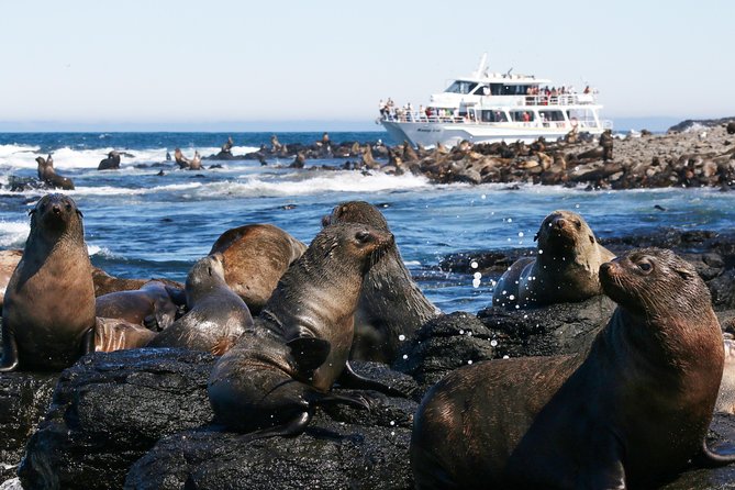 Phillip Island Seal-Watching Cruise - Wildlife beyond the seals