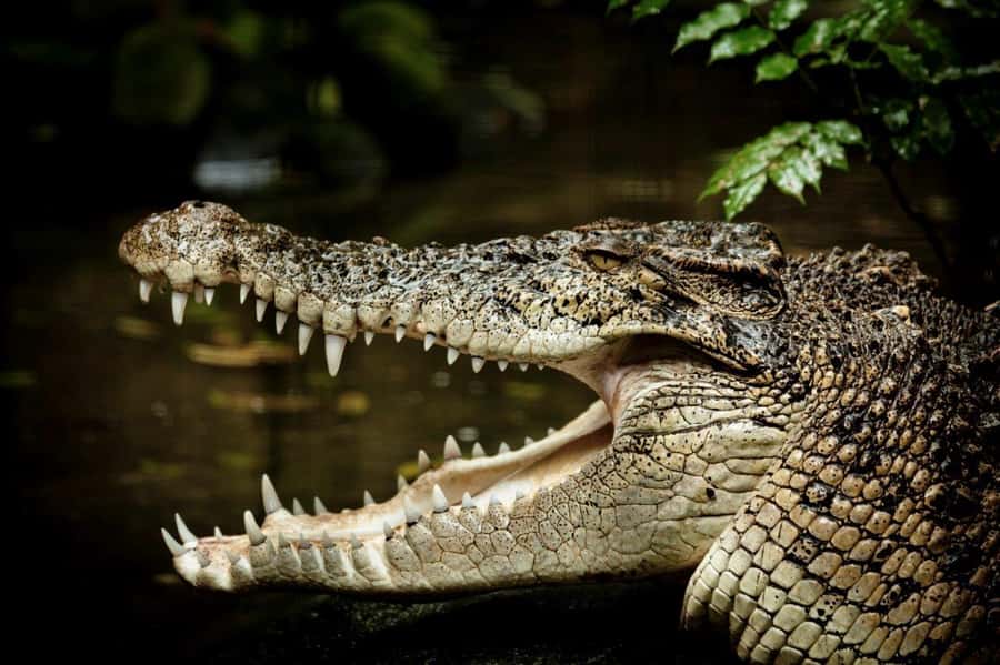 Port Douglas: Daintree Rainforest and Mossman Gorge Tour - Key points to know before booking