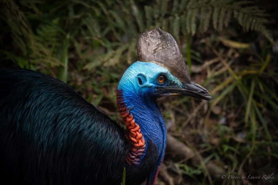 Port Douglas: Daintree Rainforest and Mossman Gorge Tour - Why this Port Douglas day trip works