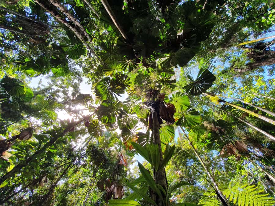 Port Douglas: Daintree Rainforest and Mossman Gorge Tour - Alexandra Lookout gives you the big picture
