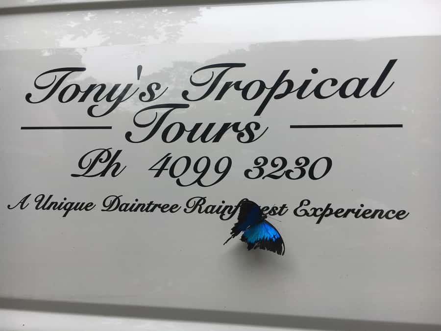 Port Douglas: Daintree Rainforest and Mossman Gorge Tour - Cape Tribulation and Kulki Lookout