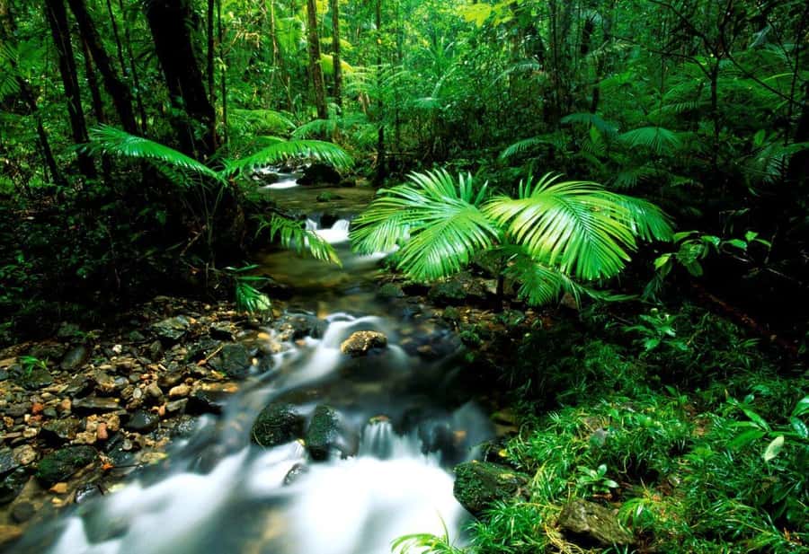 Port Douglas: Daintree Rainforest and Mossman Gorge Tour - Noah Valley is the heart of the experience