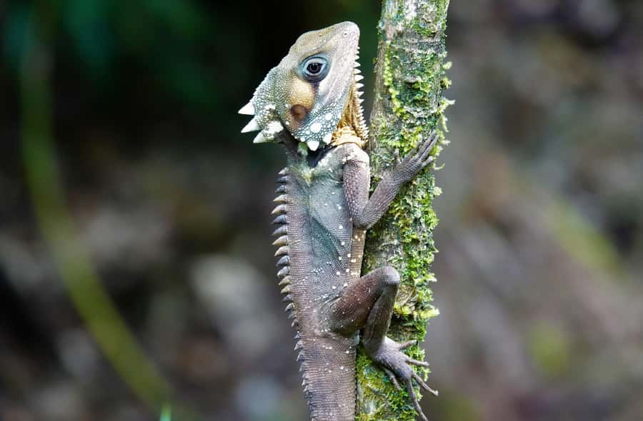 Port Douglas: Daintree Rainforest and Mossman Gorge Tour - Mossman Gorge starts the rainforest day