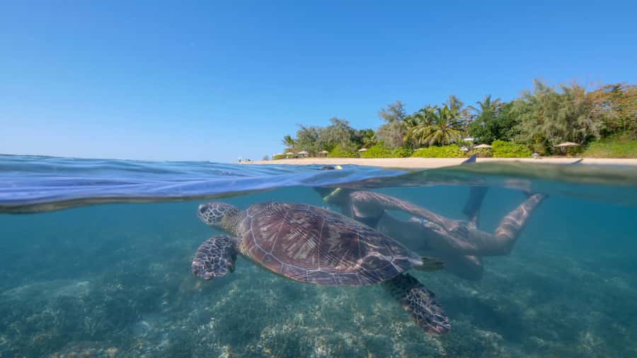 Port Douglas: Low Isles Glass Bottom Boat & Snorkeling Tour - A short ride from Port Douglas to the Low Isles