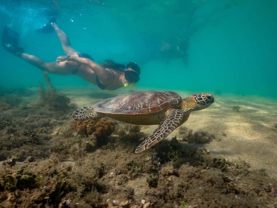 Port Douglas: Low Isles Glass Bottom Boat & Snorkeling Tour - Snorkeling for confident swimmers and careful beginners