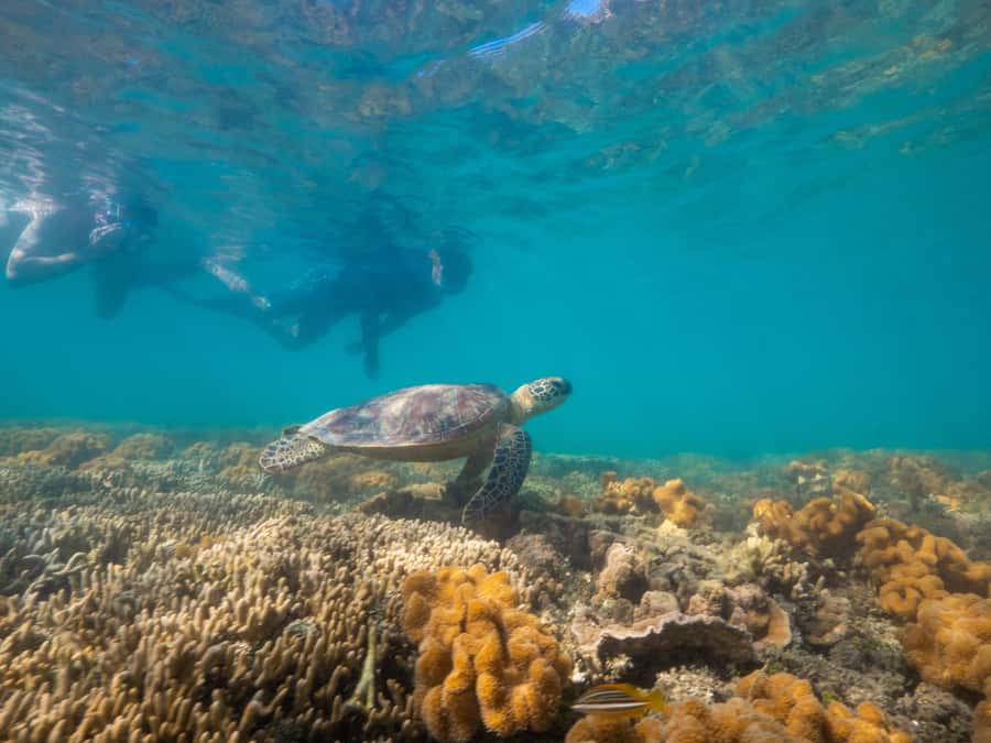 Port Douglas: Low Isles Glass Bottom Boat & Snorkeling Tour - Crew care is a major part of the value