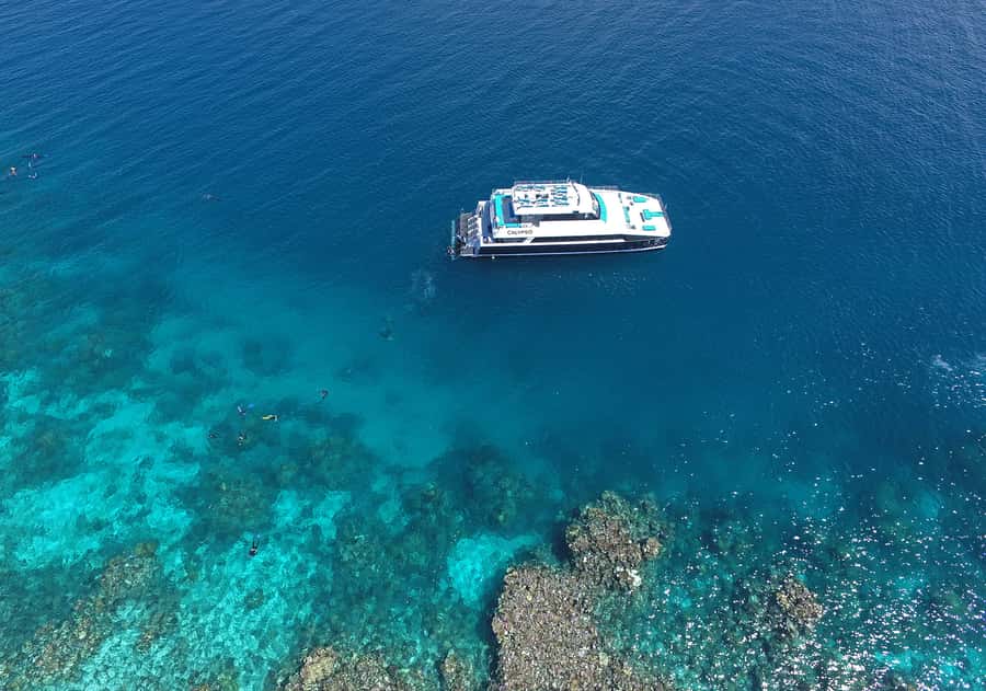 Port Douglas: Outer Barrier Reef Snorkel and Dive Options - What wildlife you may actually see