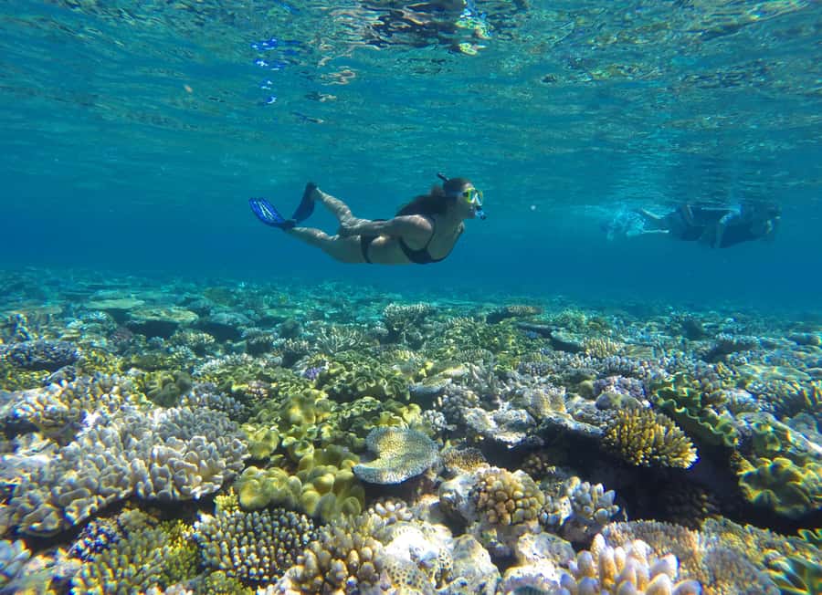 Port Douglas: Outer Barrier Reef Snorkel and Dive Options - The first reef stop, getting comfortable in the water