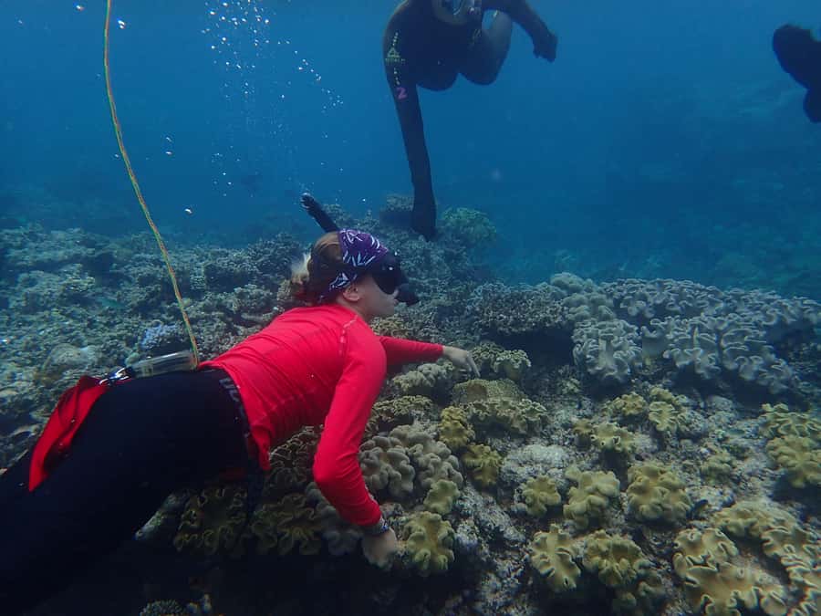 Port Douglas: Outer Great Barrier Reef Snorkeling Cruise - Why this cruise is different from a standard reef outing
