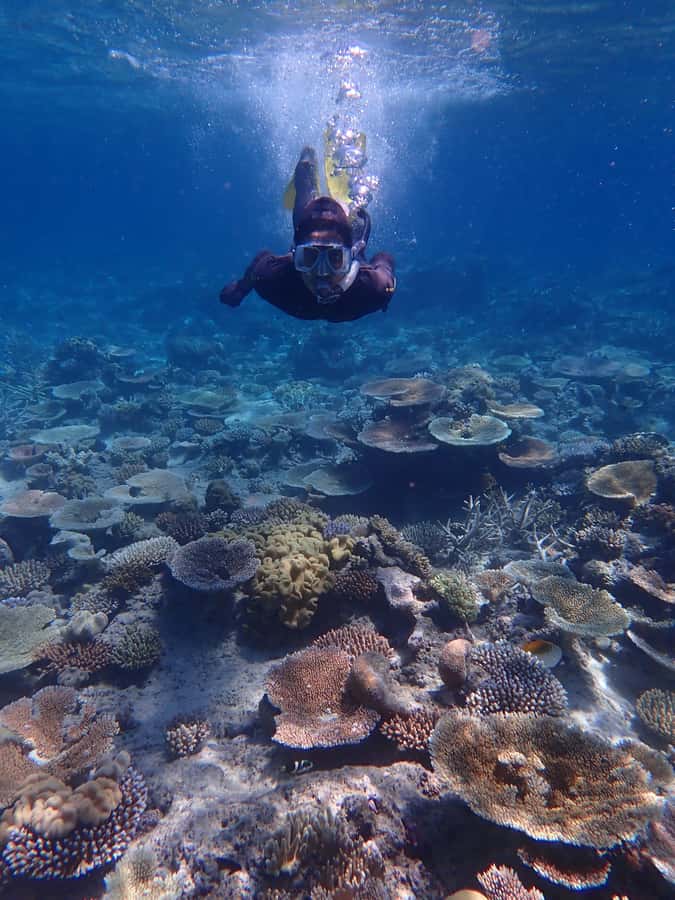 Port Douglas: Outer Great Barrier Reef Snorkeling Cruise - Lunch and reef science without the classroom feel