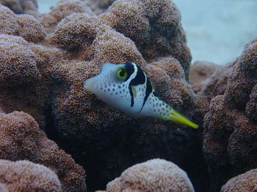 Port Douglas: Outer Great Barrier Reef Snorkeling Cruise - Third site: more freedom and time in the water