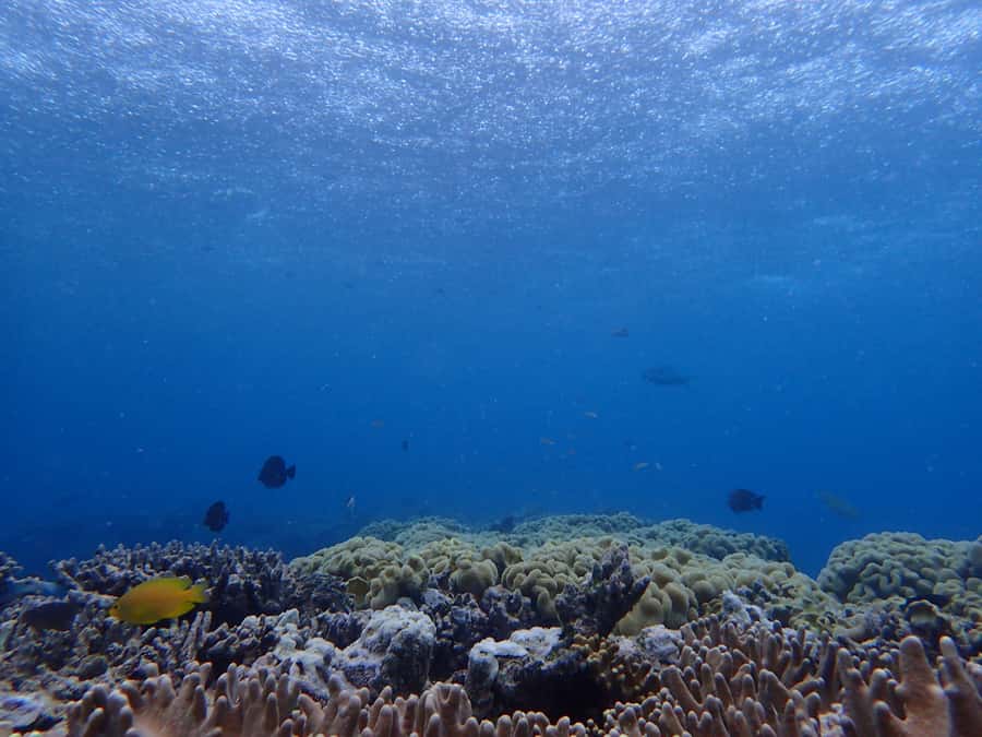 Port Douglas: Outer Great Barrier Reef Snorkeling Cruise - The crew and the feel of the boat
