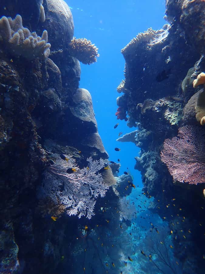 Port Douglas: Outer Great Barrier Reef Snorkeling Cruise - First site: time to get comfortable