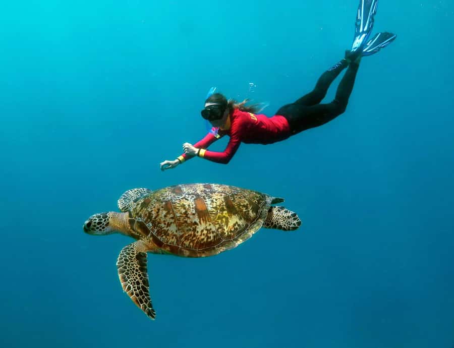 Port Douglas: Quicksilver Outer Barrier Reef Full-Day Cruise - Key points to know before booking