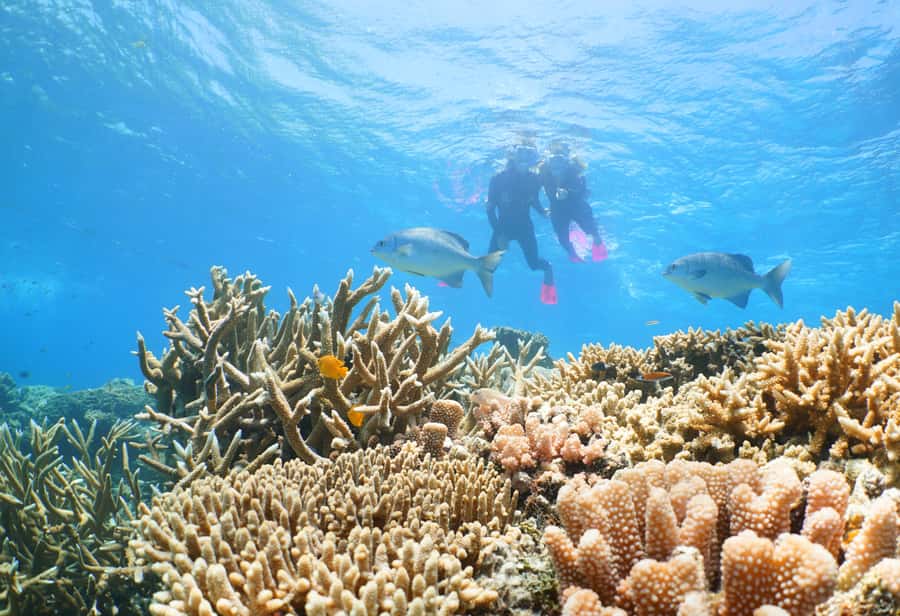 Port Douglas: Quicksilver Outer Barrier Reef Full-Day Cruise - Why Agincourt Reef makes this cruise special
