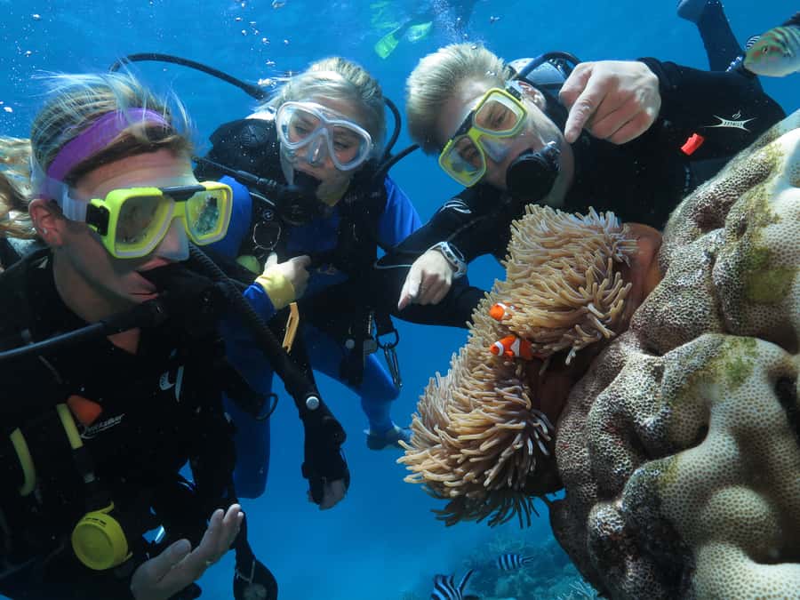 Port Douglas: Quicksilver Outer Barrier Reef Full-Day Cruise - Semi-submersible and underwater observatory viewing