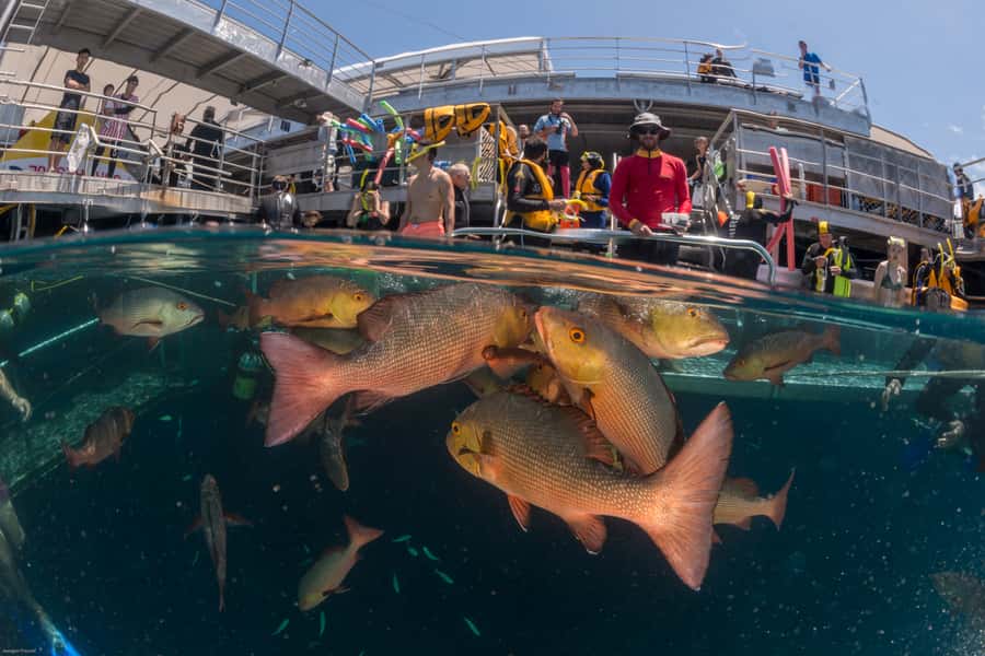 Port Douglas: Quicksilver Outer Barrier Reef Full-Day Cruise - Who should book this Port Douglas reef trip