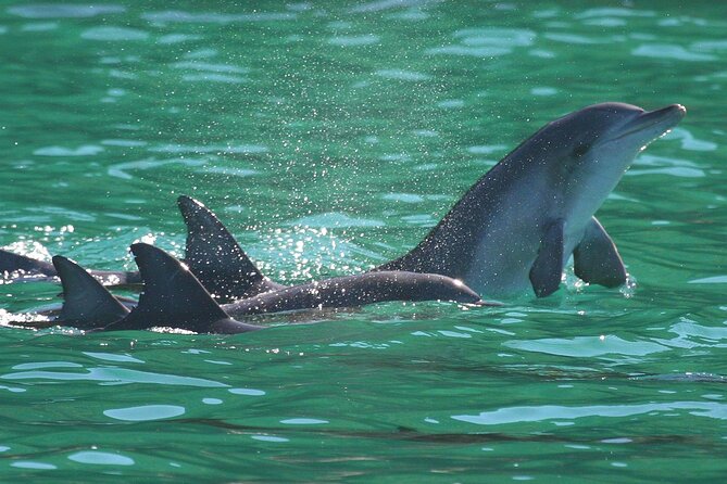 Port Stephens: Dolphin Discovery Cruise - How long the cruise takes and what fits around it