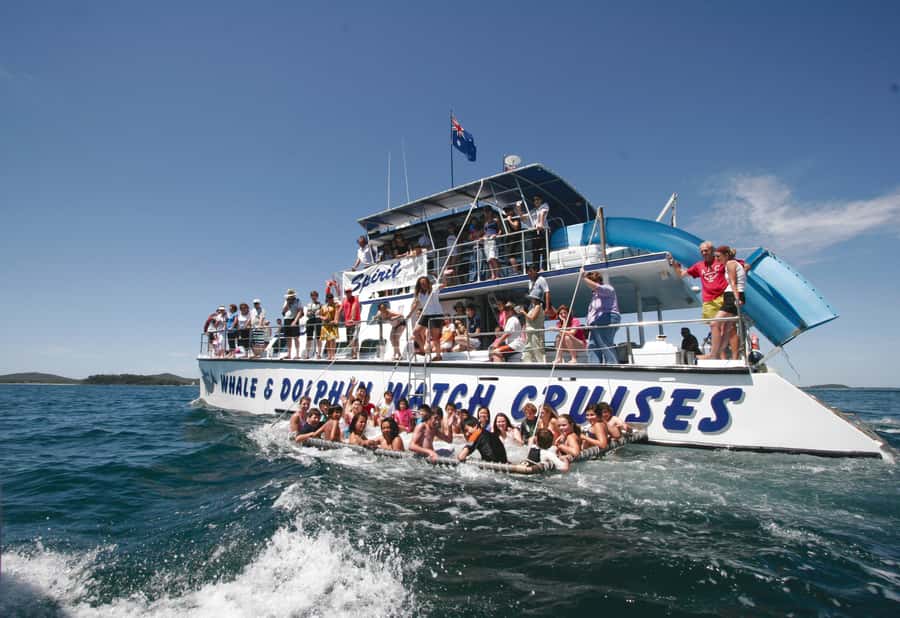 Port Stephens: Dolphin Watch Cruise with Swimming and Slides - Key points to know before you book