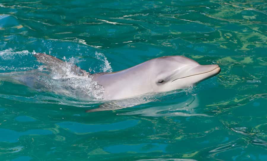 Port Stephens: Dolphin Watch Cruise with Swimming and Slides - Dolphins first, water play second