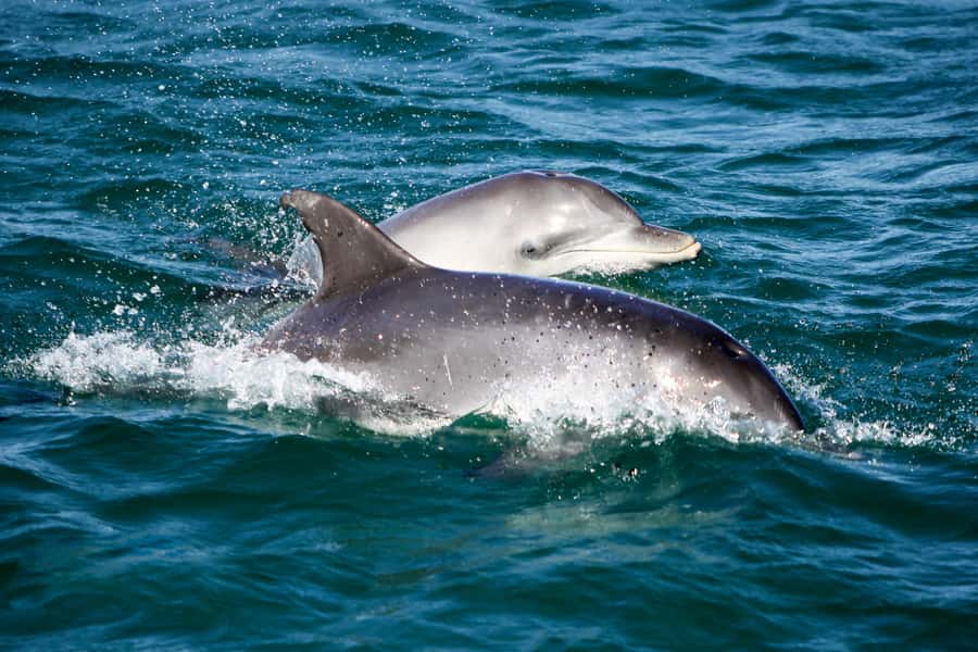 Port Stephens: Dolphin Watch Cruise with Swimming and Slides - Leaving Wharf 1 in Nelson Bay