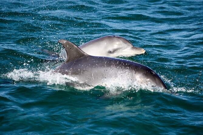 Port Stephens: Splash 'n' Slide Dolphin Cruise - What to bring and how to plan the day