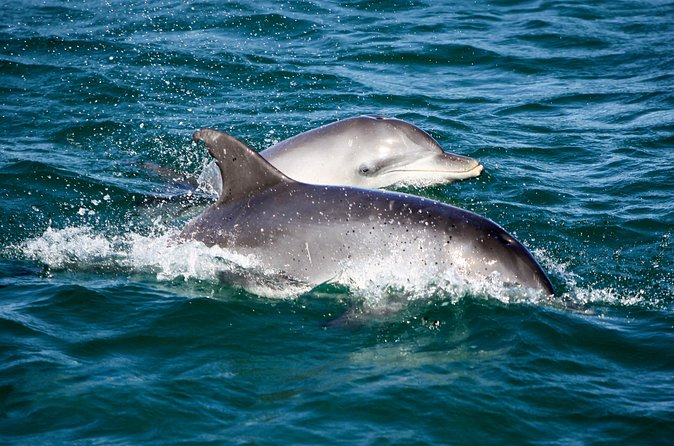 Port Stephens: Splash 'n' Slide Dolphin Cruise - Cancellation and booking details