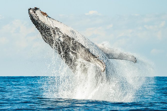 Premier Whale Watching Byron Bay - Ballina is the departure point, not Byron Bay