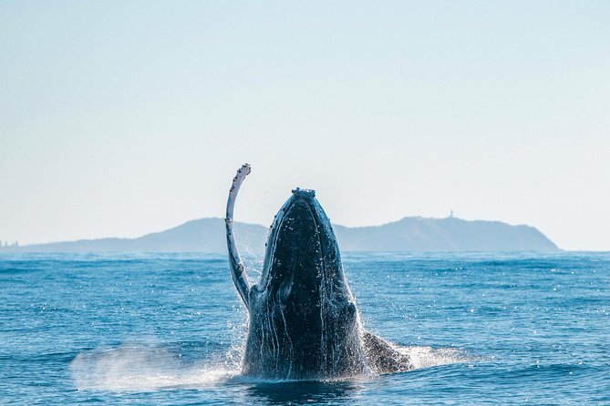 Premier Whale Watching Byron Bay - A marine biologist makes the sightings meaningful