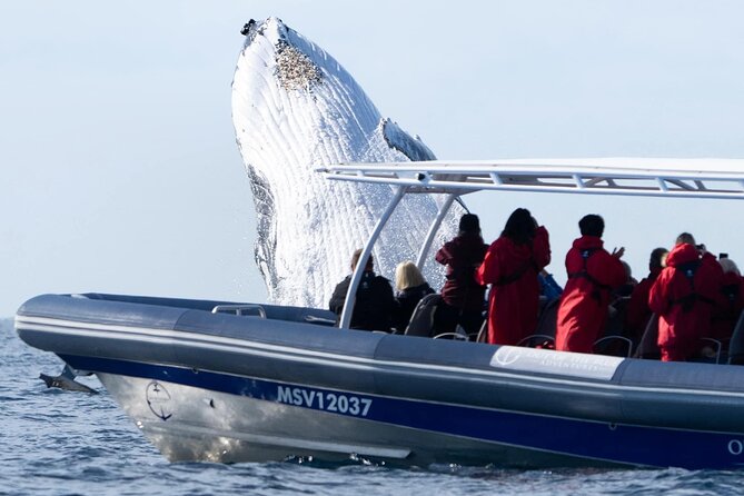 Premier Whale Watching Byron Bay - What the whale guarantee really means