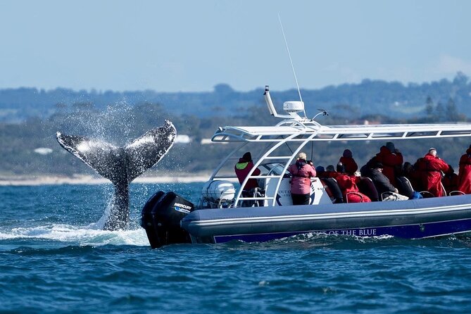 Premier Whale Watching Byron Bay - Small boat, small group, and practical comfort