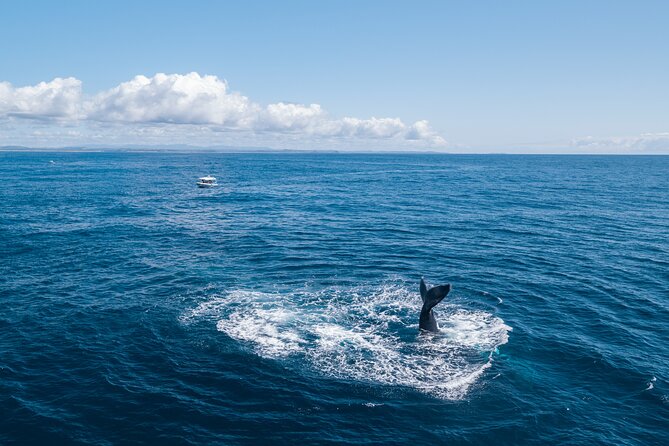 Premier Whale Watching Byron Bay - How long the experience really takes