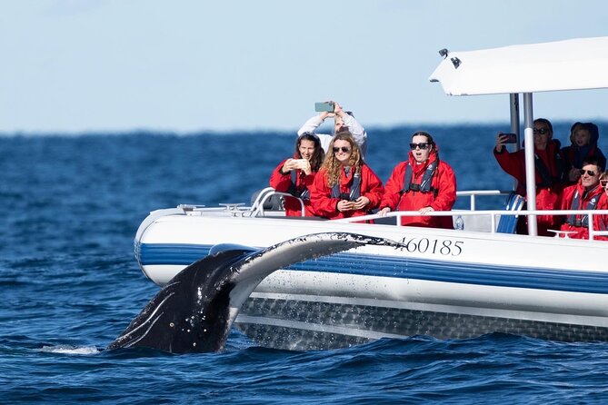 Premier Whale Watching Byron Bay - Is $92.52 good value?