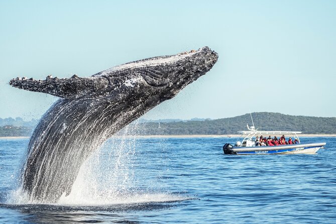 Premier Whale Watching Byron Bay - From Richmond River to open ocean
