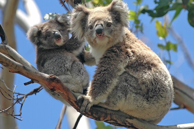 Puffing Billy And Healesville Sanctuary Scenic Tour - What the guides add to the day