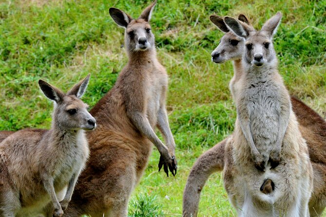 Puffing Billy And Healesville Sanctuary Scenic Tour - Is $163.53 good value?