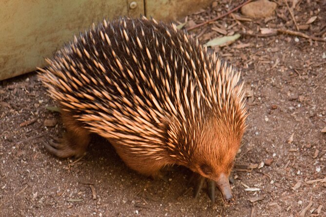 Puffing Billy And Healesville Sanctuary Scenic Tour - Weather and cancellation details