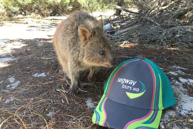 Rottnest Island Segway Tour: Fortress Adventure Tour - Jubilee Hill Observation Post and wide island views