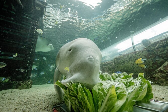 SEA LIFE Sydney Aquarium Entrance Ticket - What SEA LIFE Sydney Aquarium Does Best