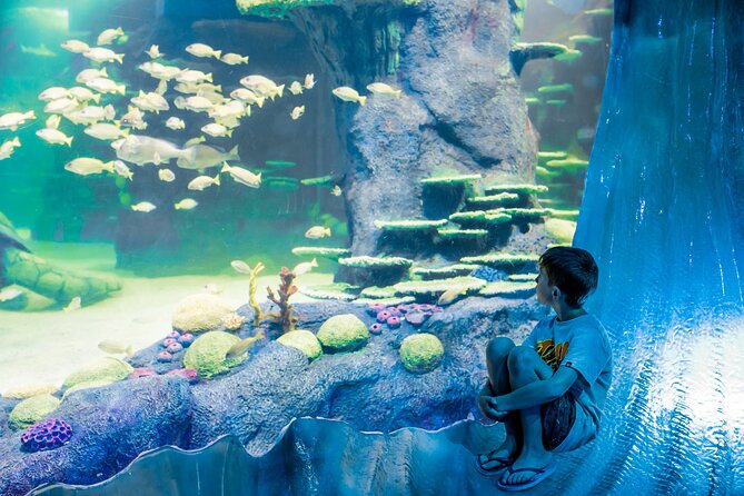 SEA LIFE Sydney Aquarium Entrance Ticket - The Great Barrier Reef from Night to Day